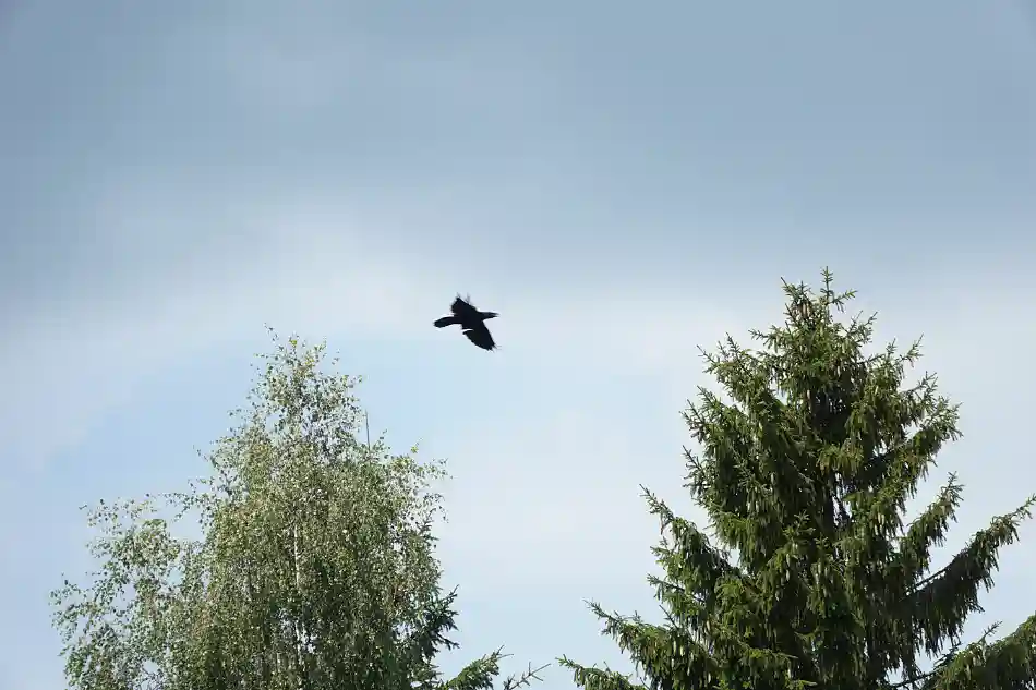 GRUTAS PARK ÄR FULLT AV KORPAR. OLYCKSKORPAR KANSKE?
