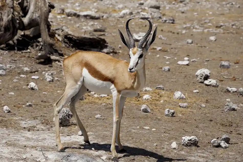 SPRINGBOCK
