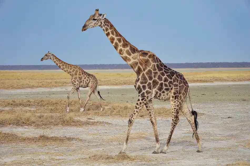 GIRAFFER