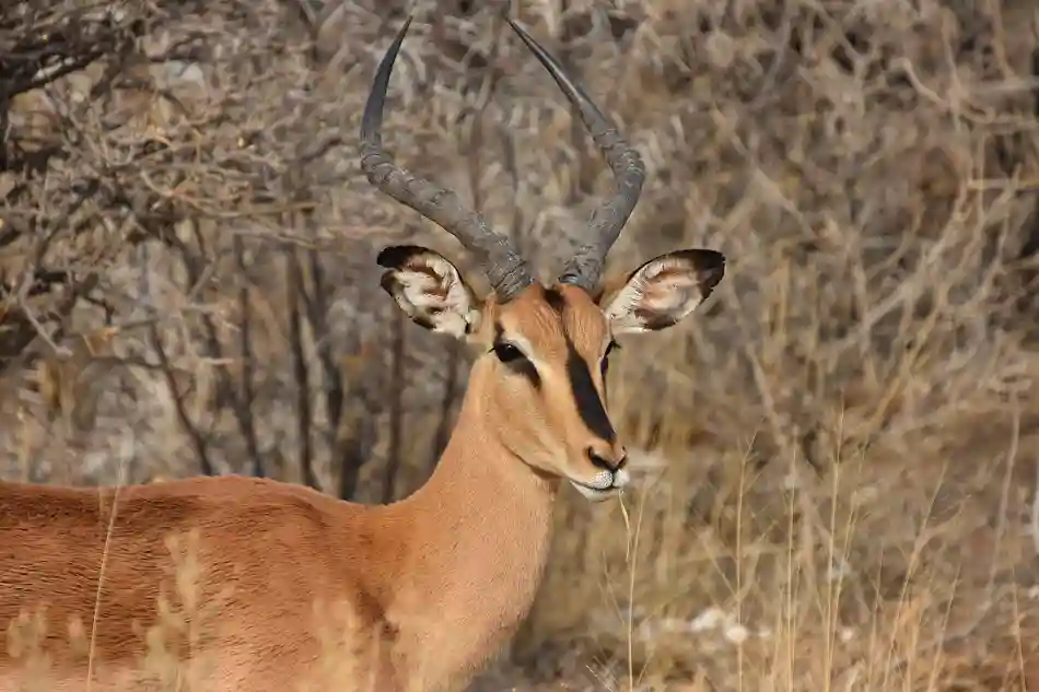 IMPALA