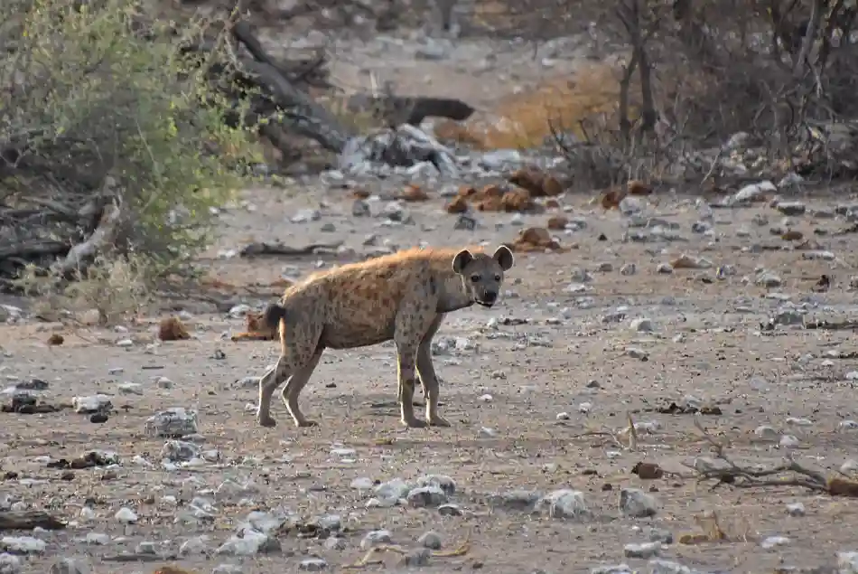 FLÄCKIG HYENA