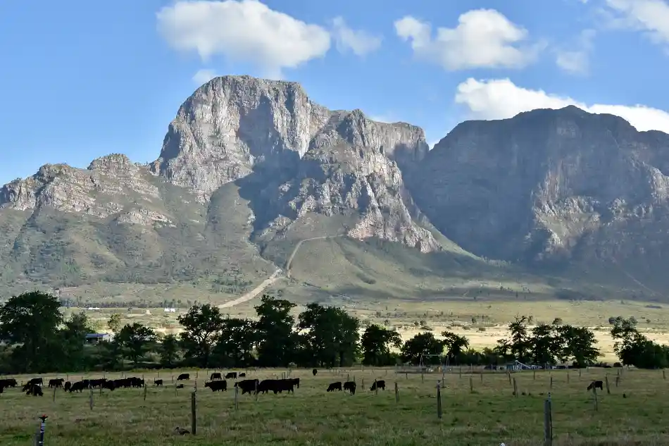 Tall mountain, cows on a field below. Högt berg, kor på fält nedanför.