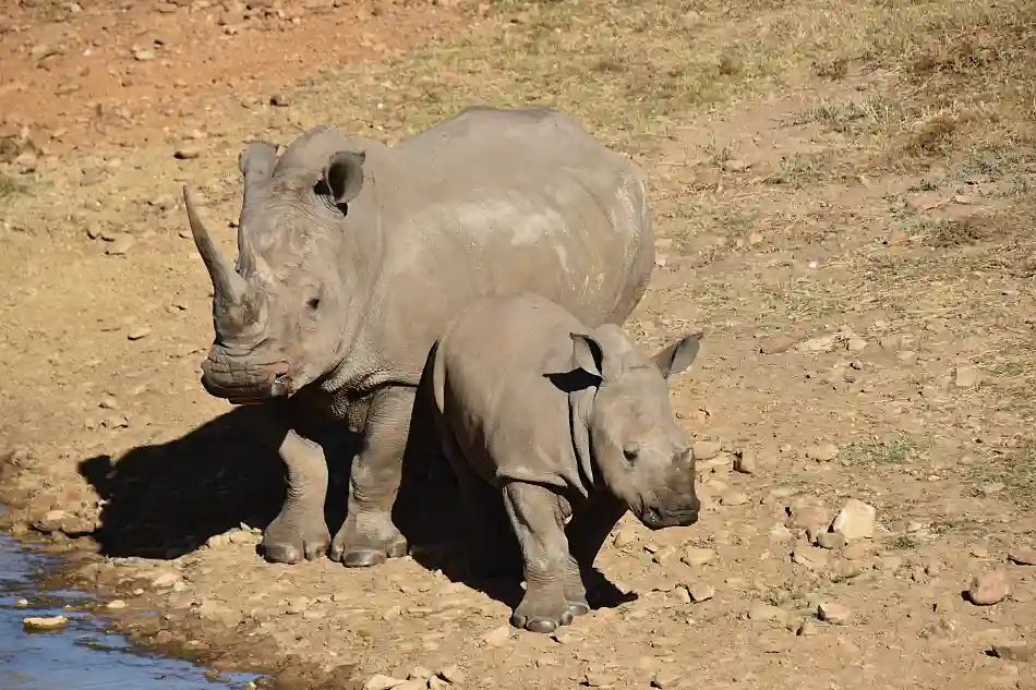 A rhino mother and her cub by a water hole. En noshörningsmamma och hennes kalv vid ett vattenhål.