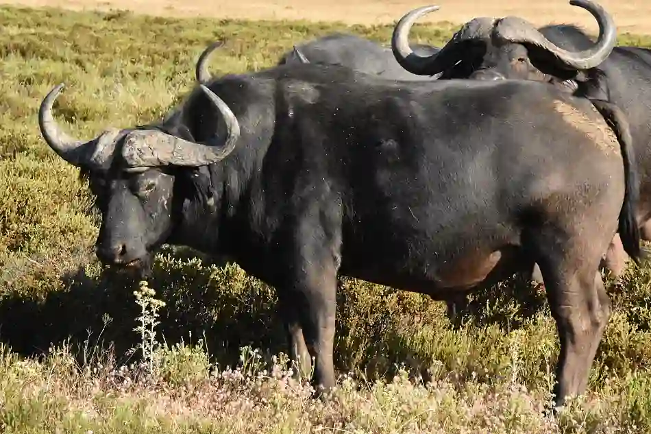 BUFFEL