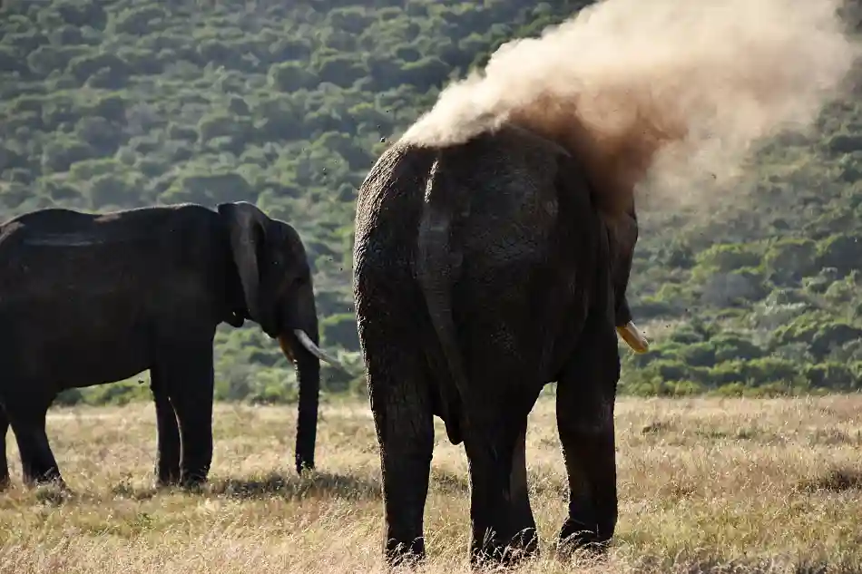 BRINNER ELEFANTEN? NEJ HAN KASTAR ÖVER SIG JORD SOM SVALKAR