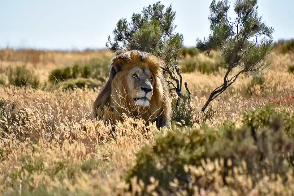 ETT DRÖMMANDE LEJON
