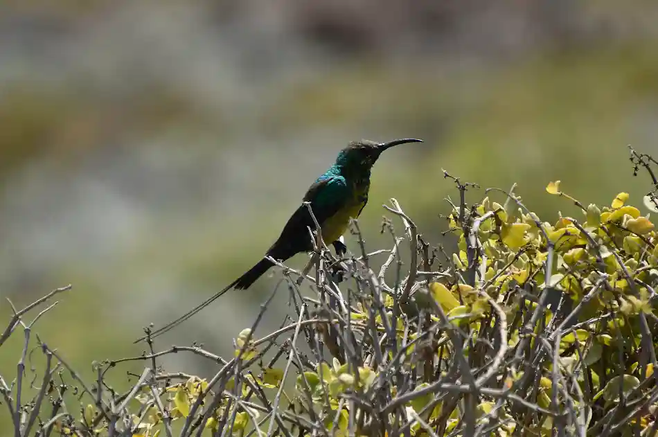 A small bird with a curved beak. En liten fågel med böjd näbb.