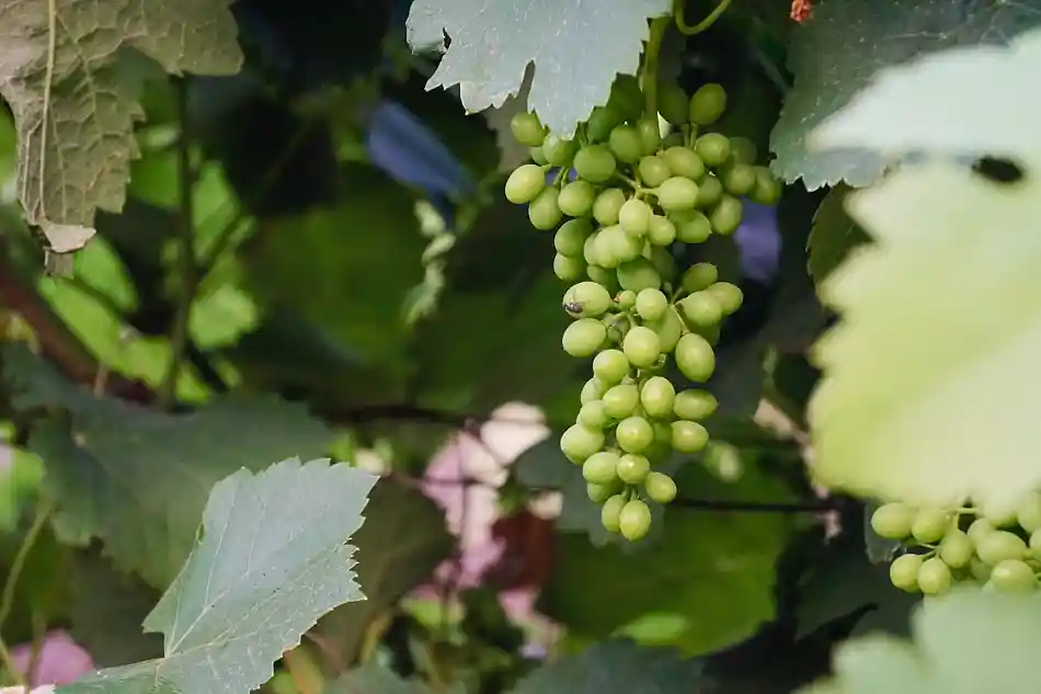 VINDRUVOR FÖR VINFRAMSTÄLLNING