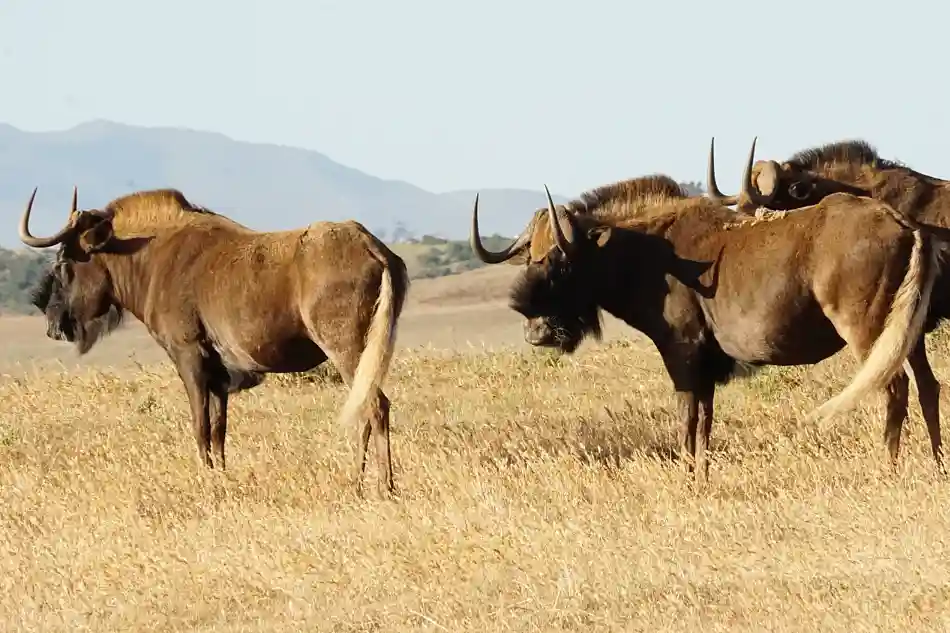 DEN BUSKIGA SVARTA GNUN