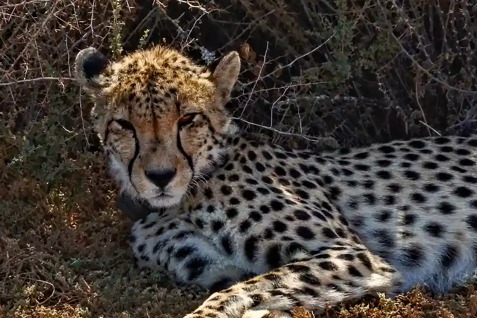 A very tired cheetah resting in shadow. En trött gepard vilar sig i skugga.