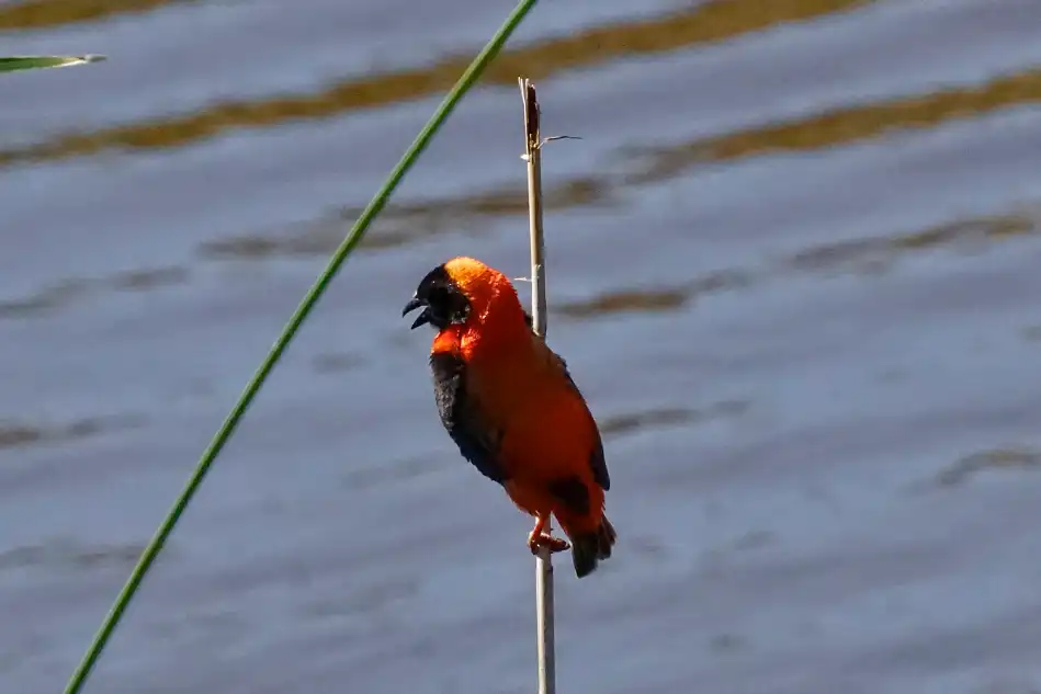 A bird with black front and orange back. En fågel med svart front och orangeröd baksida.