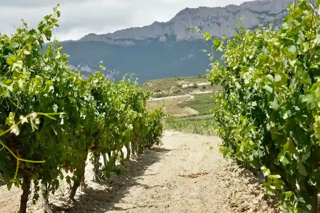 VINRANKOR