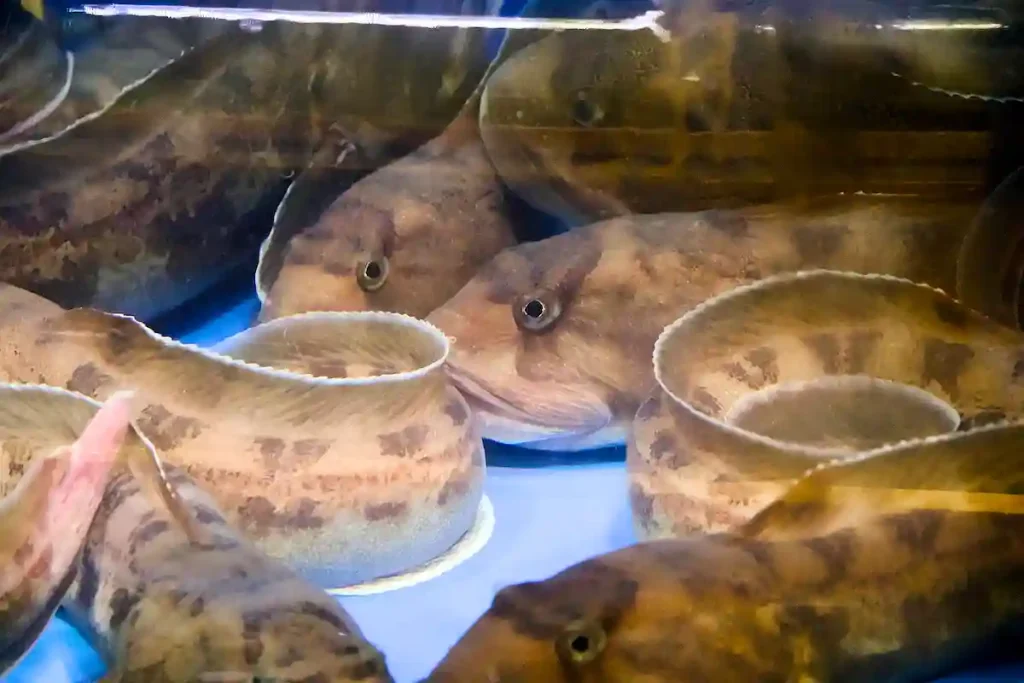 TRÅNGT OM SALIGHETEN.