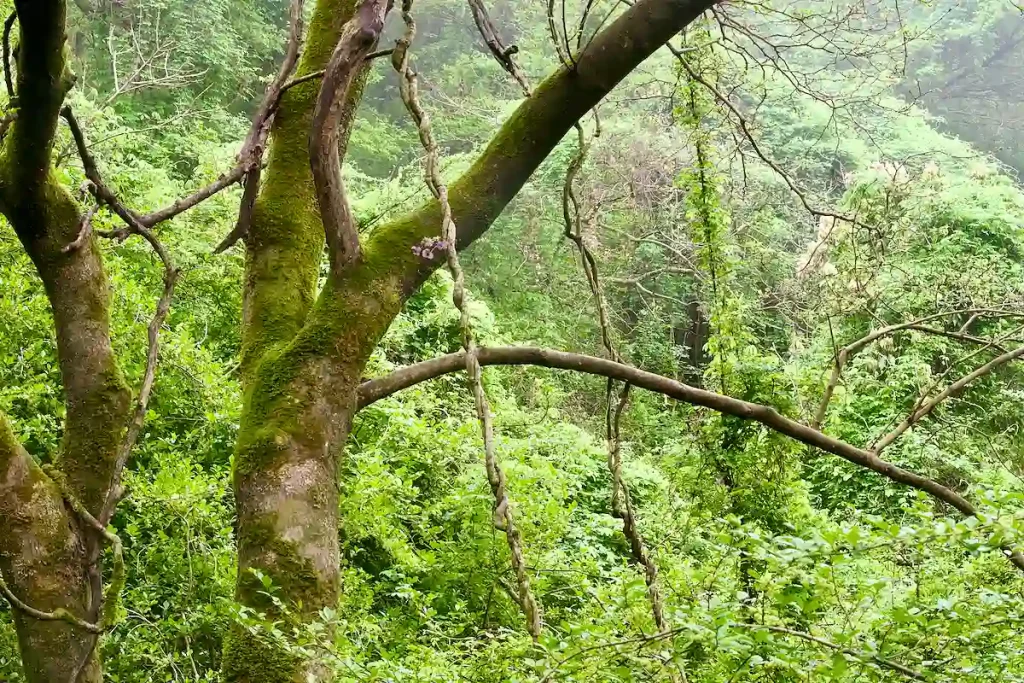 RIKTIG JUNGEL INKLUSIVE LIANER.