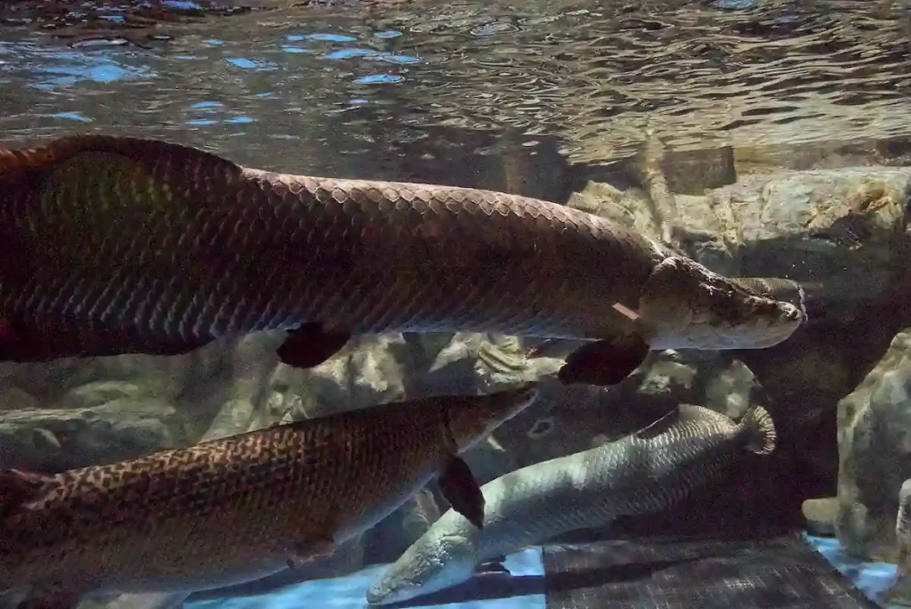 EN AV VÄRLDENS STÖRSTA SÖTVATTENSFISKAR, ARAPAIMAN