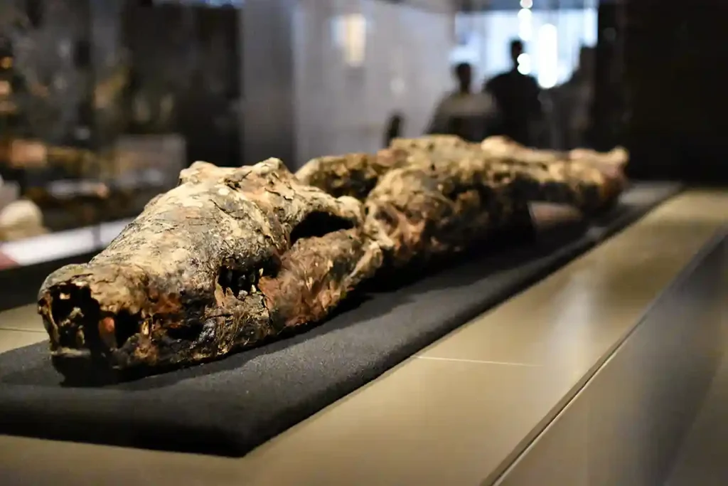 MUMIFIERAD KROKODIL. ÄVEN DJUR FICK FÖLJA MED TILL DÖDSRIKET.