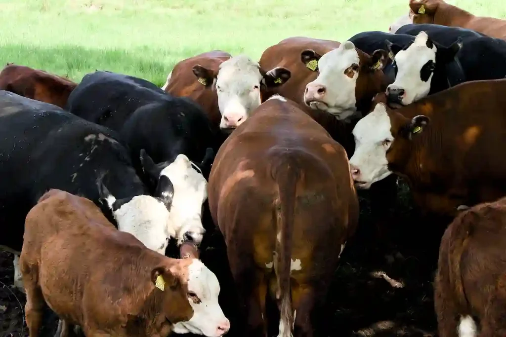 GÅRDENS KOR FÖRSÖKER GÖMMA SIG BAKOM VARANN.