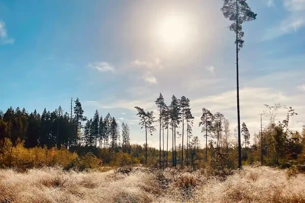 ...OCH GAMLA KALHYGGEN.