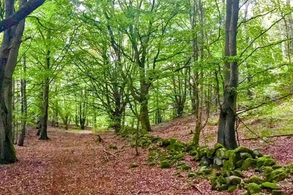 VANDRING PÅ KULLABERG.