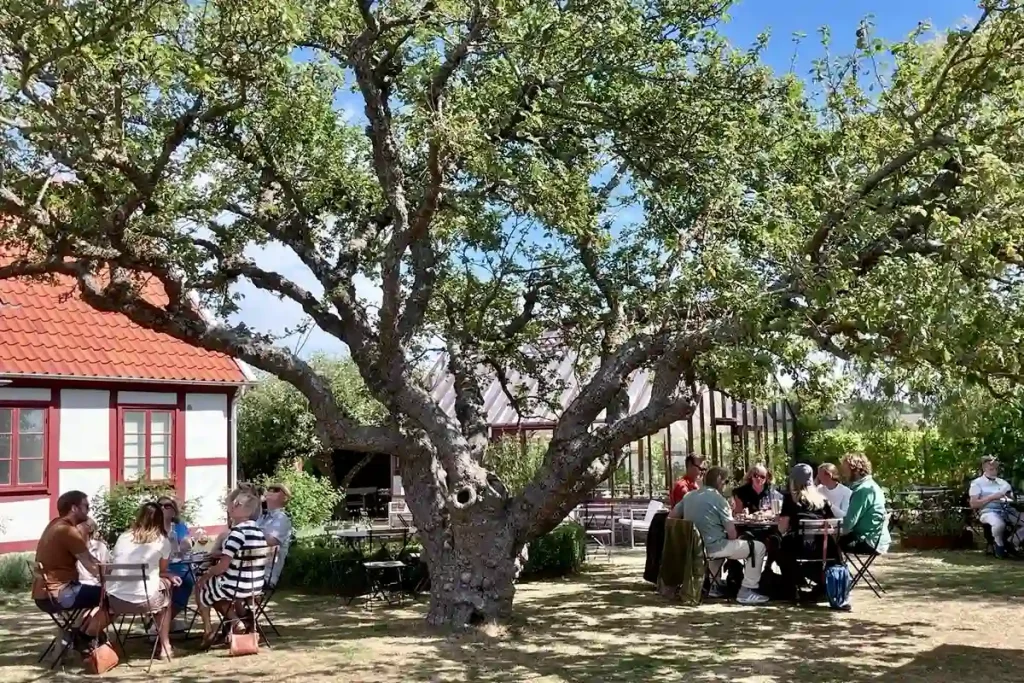 SERVERING UTE I TRÄDGÅRDEN UNDER PÄRONTRÄDET.